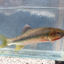 Taiwan horse-mouth minnow