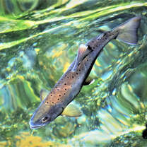 Formosan landlocked salmon
