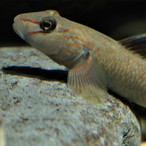 Rhinogobius candidianus