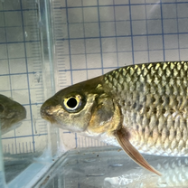 Taiwan torrent carp